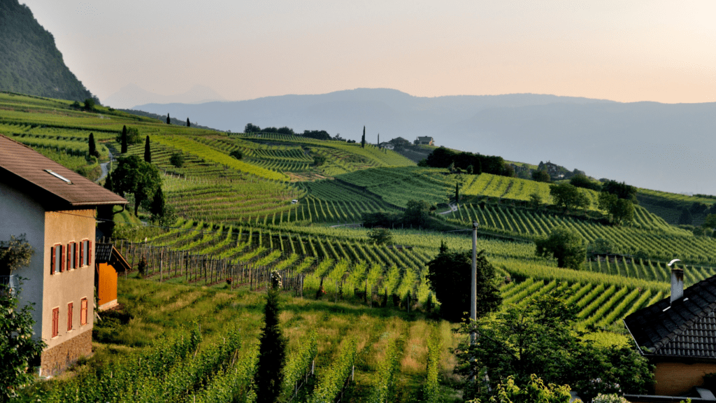 a view of a vineyard