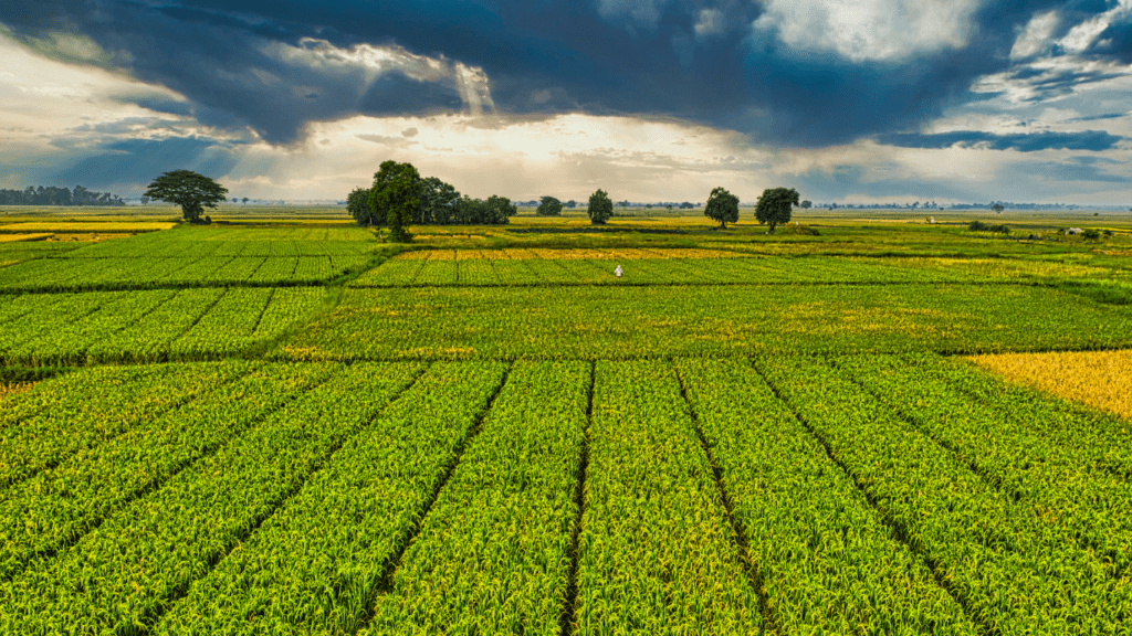 a view of a vineyard