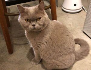 allshoppingimagesvideosnewsmapsbooksflights