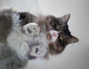 allshoppingimagesvideosnewsmapsbooksflights