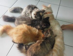 gerarboletimunificadoexterno