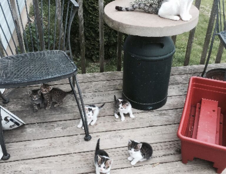 gerarboletimunificadoexterno